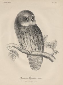 Syrnium Albogularis, litho, J.T. Bowen, 1850 by William E. Hitchcock
