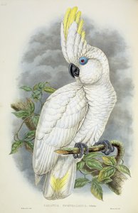 Mavi Gözlü Kakadu