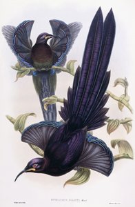 Epimachus Ellioti, Koğuş, c.1891-1898 by William Hart