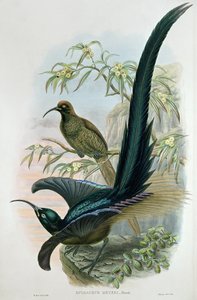 Epimakhos Meyeri
