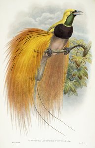 Augusta Victoria Cenneti, 1891-1898