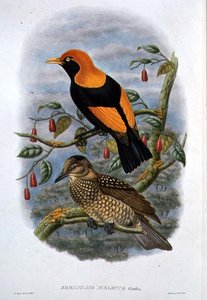 Sericulus Melinus (renkli taş)