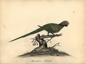 Alexandrine muhabbet kuşu, Psittacula eupatria. (Psittacus alexandri) William Hayes