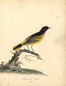 Baltimore sarısı, Icterus galbula. (Baltimore oriole, Oriolus baltimore) Matilda Hayes