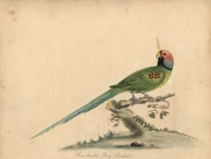 Çiçek başlı muhabbet kuşu, Psittacula roseata. (Gül başlı halka papağan) William Hayes ve kızı Matilda Hayes