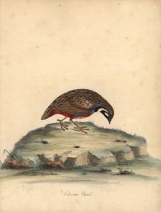 Mavi göğüslü bıldırcın, Coturnix chinensis. (Çin bıldırcını, Tetrao chinensis) William Hayes