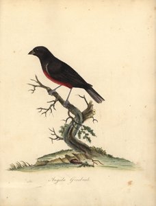 Kestane karınlı tohum ispinozu, Oryzoborus angolensis. (Angola grosbeak, Loxia angolensis) William Hayes tarafından Osterly Park Hayvanat Bahçesi