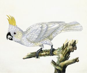 kakao, 1779 by William Hayes