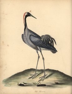 Sıradan vinç, Grus grus. (Ardea grus) William Hayes