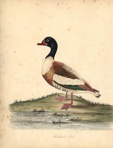 Ortak shelduck, Tadorna tadorna. (Shieldrake, Anas tadorna.) William Hayes