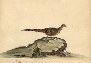 Altın veya Çin sülün, Chrysolophus pictus, dişi. (Boyalı sülün, Phasianus pictus) William Hayes