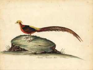 Altın veya Çin sülün, Chrysolophus pictus, erkek. (Boyalı sülün, Phasianus pictus) William Hayes