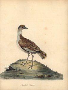 Büyük toy kuşu, Otis tarda, dişi. Hassas. William Hayes