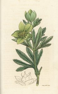 Yeşil karaca otu, Helleborus viridis. James Smith