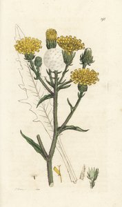 Hawkweed öküz dili, Picris hieracioides. James Smith