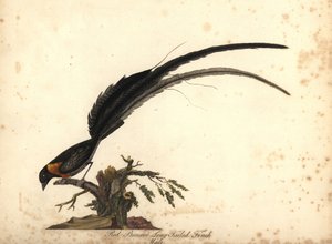 Uzun kuyruklu cennet Whydah, Vidua paradisaea, erkek. (Kızıl göğüslü uzun kuyruklu ispinoz, Emberiza paradisaea) William Hayes