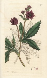 Bataklık beşparmakotu, Comarum bataklığı. James Smith
