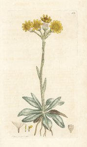 Dağ fleawort, Tephroseris integrifolia (Cineraria integrifolia). James Smith