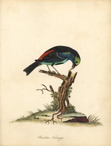 Cennet tanager, Tangara chilensis. (Tanagra tatao) William Hayes