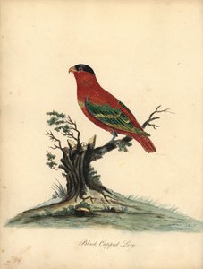Saf enseli lory, Lorius domicella. Nesli tükenmekte. Siyah şapkalı lory, Psittacus domicilla. William Hayes
