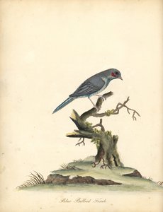 Kırmızı yanaklı cordonbleu, Uraeginthus bengalus. (Mavi karınlı ispinoz, Fringilla benghalus.) William Hayes