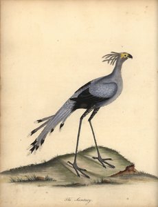 Sekreter kuşu, Yay serpentarius. Hassas. (Falco serpentarius) William Hayes