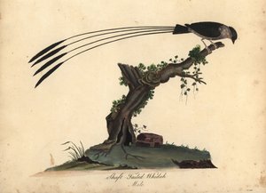 Şaft kuyruklu Whydah, Vidua regia. (Shaft-tailed whidah, Emberiza regia) William Hayes ve kızı M (Matilda) tarafından Londra, Osterly Park Hayvanat Bahçesi