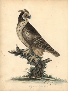 Kısa kulaklı baykuş, Asio flammeus. (Bakire kulaklı baykuş) William Hayes ve kızı M (Matilda) tarafından Osterly Park Hayvanat Bahçesi
