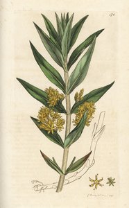 Püsküllü gevşek, Lysimachia thyrsiflora. James Smith