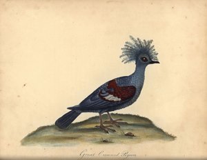 Batı taçlı güvercini, Goura cristata. (Büyük taçlı Hint güvercini, Columba coronata). Hassas. William Hayes