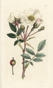 Beyaz köpek gülü, Rosa arvensis. James Smith