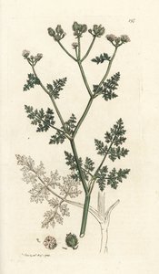 Beyaz dantel çiçeği, Orlaya grandiflora (Küçük caucalis veya basard maydanoz, Caucalis daucoides). James Smith