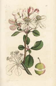 Yabani elma veya yengeç ağacı, Malus domestica (Pyrus malus). James Smith