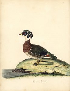 Ahşap ördek, Aix sponsa. (Yaz ördeği, Anas sponsa.) William Hayes
