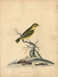 Sarı ispinoz, Fringilla butyracea. Yok olmuş? William Hayes