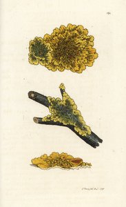 Sarı duvar liken, Liken parietinus. James Smith