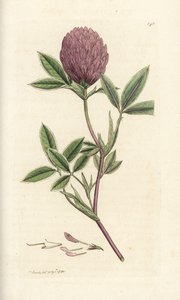 Zigzag yonca veya yonca, Trifolium orta. James Smith