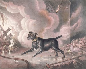 ಲಂಡನ್ ಫೈರ್‌ಮ್ಯಾನ್ಸ್ ಡಾಗ್ ಟರ್ಕ್ by William Heath
