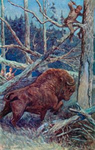 The bison pawed the ground in his rage 