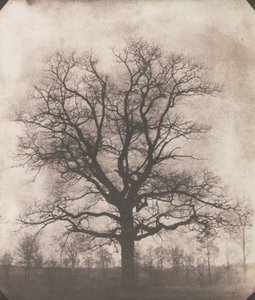 Kışın bir meşe ağacı, c.1892-93 (kalotip negatif)