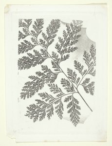  by William Henry Fox Talbot