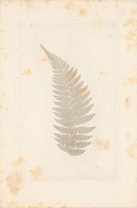  by William Henry Fox Talbot
