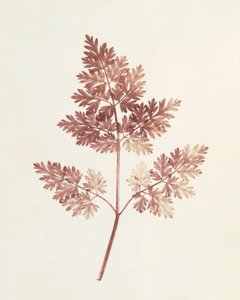 Yaprakların Yaprakları, 1843 by William Henry Fox Talbot