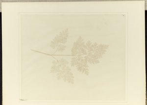Bir Bitkinin Yaprağı by William Henry Fox Talbot