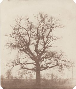 Meşe ağacı by William Henry Fox Talbot