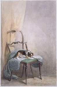 Sandalyedeki bir köpeğin incelenmesi (kağıt üzerine suluboya) by William Henry Hunt