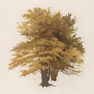Ağaçlar: Kayın (renkli taş)