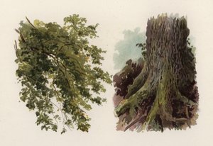 Ağaçlar: Karaağaç (renkli taş) by William Henry James (after) Boot