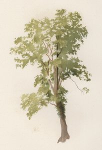 Ağaçlar: Karaağaç (renkli taş)