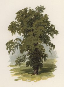 Ağaçlar: Karaağaç (renkli taş)
